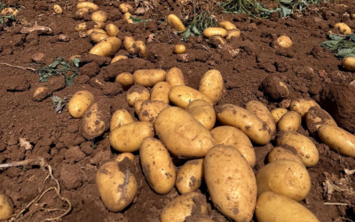 Grupo Amutio comienza el arranque de patata nueva en Cartagena